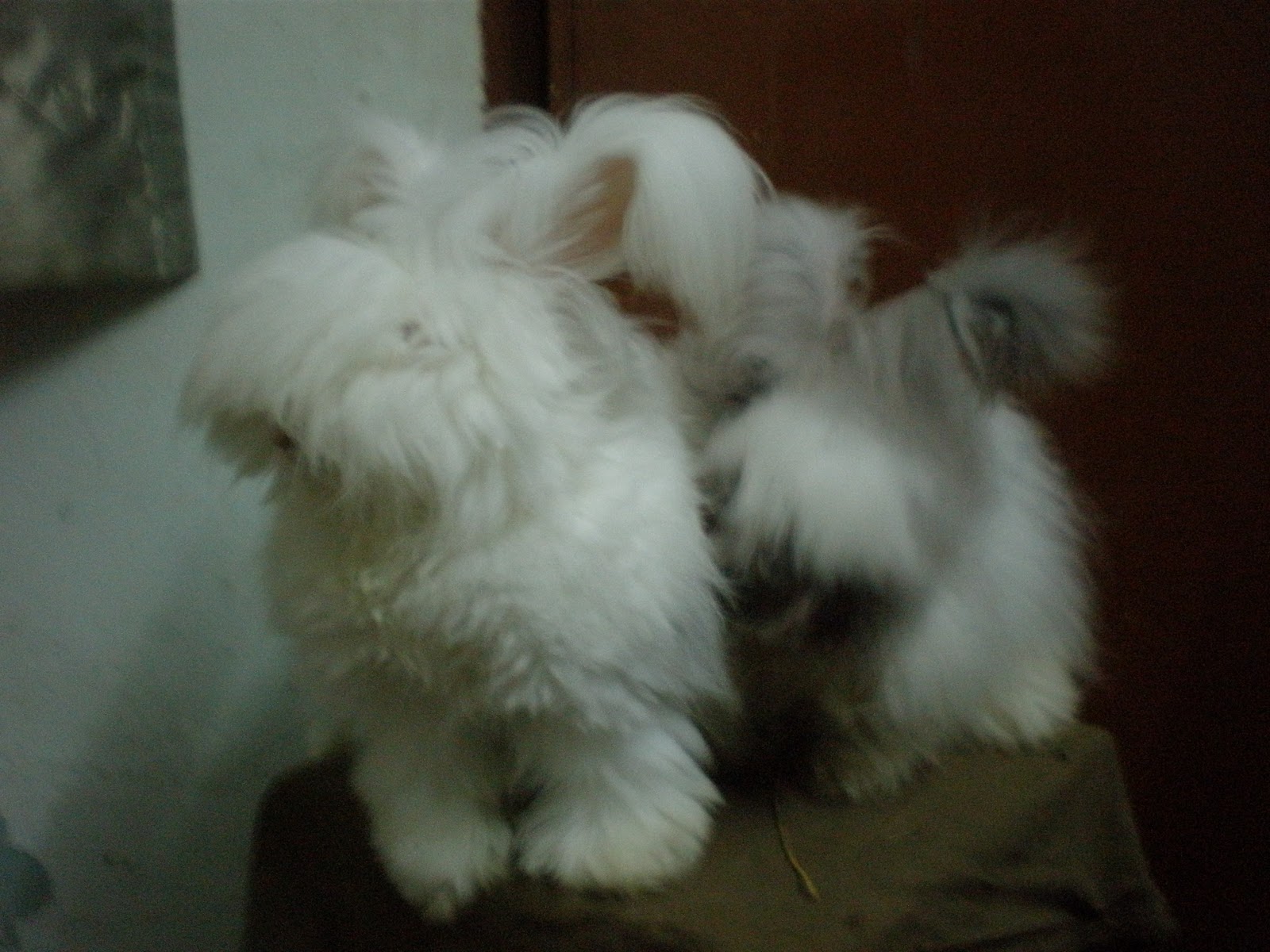 PA190236.JPG" imageanchor="1" style="margin-left: 1em; margin-right: 1em;">